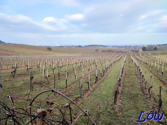 14.2.2023 - 14.2.2023 - Weinberge Perchtoldsdorf